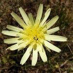 Scorzonera aristata 花