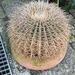 Ferocactus cylindraceus Blad