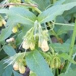 Symphytum tuberosum Flower