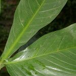Philodendron rothschuhianum Hoja