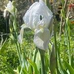 Iris albicans Virág