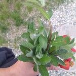 Mentha longifolia برگ
