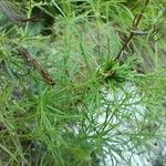 Asperula purpurea Лист