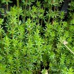 Galium parisiense Лист