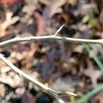 Stewartia malacodendron Rusca