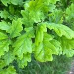 Quercus × rosacea Blad