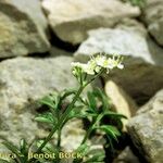 Heracleum pumilum Libunga