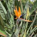 Strelitzia reginaeപുഷ്പം