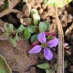 Lythrum rotundifolium 花