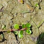 Lythrum portula Leaf