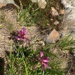 Trifolium alpinumFlors