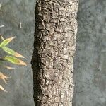 Cordyline australis Kaarna