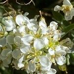 Hormathophylla spinosa Λουλούδι
