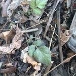 Geum canadense Blad