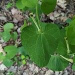 Aristolochia pallida Leaf