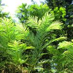 Cephalotaxus harringtonii Yaprak