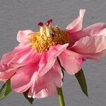 Paeonia x suffruticosa Λουλούδι