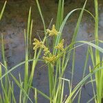 Cyperus glomeratus Kvet