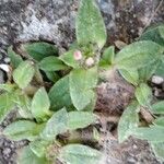 Cerastium semidecandrum Hoja