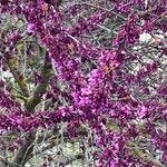 Cercis siliquastrumFlower