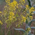 Isatis tinctoria फल