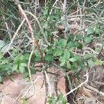 Pereskiopsis diguetii Hábito