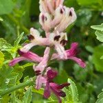 Fumaria agraria Flor
