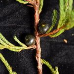 Juniperus recurva ᱛᱟᱦᱮᱸ