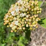 Viburnum rhytidophyllumফুল