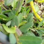 Crotalaria sagittalis List