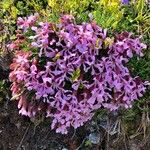 Saponaria pumila Flower