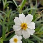 Melampodium leucanthum Цвят