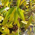 Gelsemium sempervirens Leaf