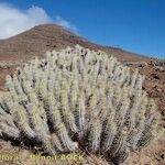 Euphorbia handiensis Habitat