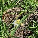 Nothoscordum bivalve ফুল