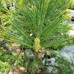 Pinus cembra Altro