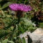 Centaurea jordaniana 花