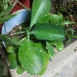 Kalanchoe ceratophylla Ліст