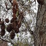 Alnus incana फल