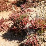 Salicornia europaeaHabit