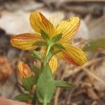 Hypericum australe Floare