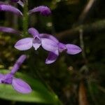 Arnottia mauritiana Fleur
