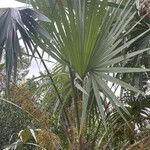 Leucothrinax morrisii Листок