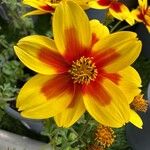 Bidens triplinervia Flor