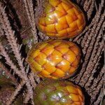 Raphia textilis Fruto