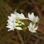 Triteleia hyacinthina Цветок