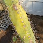 Cereus jamacaru List