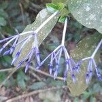 Faramea hyacinthina Flors