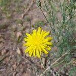 Launaea fragilis Flower