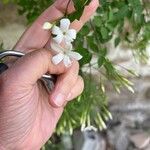 Jasminum officinaleКветка